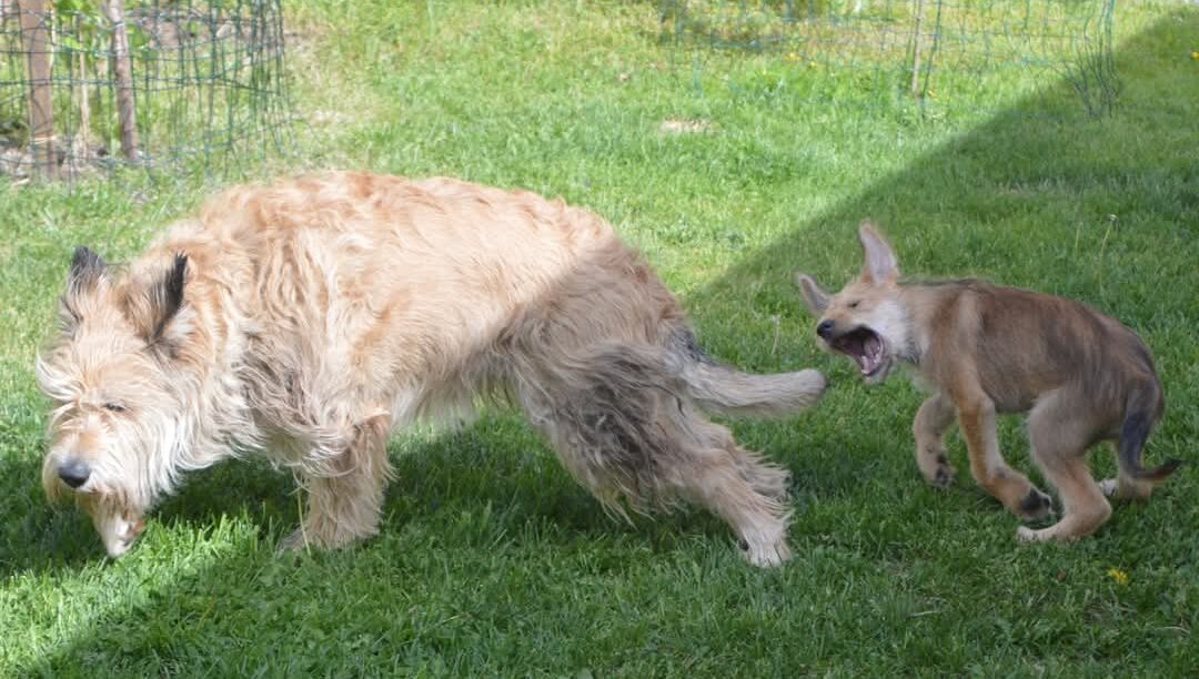 Sinustako picardisti?